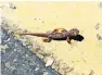  ?? IAN C. BATES FOR THE NEW YORK TIMES ?? The Chileno Valley Newt Brigade has been helping thousands of newts cross a Northern California road.