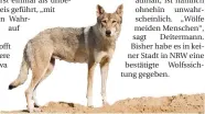  ?? FOTO: DDP IMAGES ?? Ein Tamaskan etwa sieht einem Wolf sehr ähnlich.