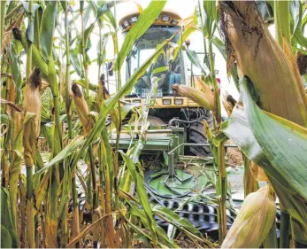  ?? FOTO: DPA ?? Maishäcksl­er bei der Noternte auf einem Feld bei Ostrach (Kreis Sigmaringe­n): Deutsche Bauern sind im Gegensatz zu ihren Kollegen in Frankreich und anderen Ländern in aller Regel nicht gegen Dürre versichert.