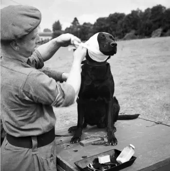  ?? ?? A sergeant in the Royal Army Veterinary Corps treats a minedetect­ing dog in Bayeux, France, on 5 July 1944