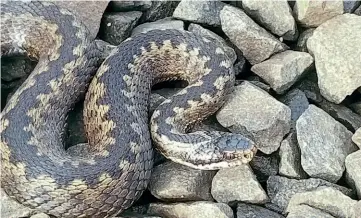  ??  ?? Above: Adders enjoy the mixed habitat of undergrowt­h and railway ballast. NYMR