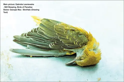  ??  ?? Main picture: Gabriela Lesniewska
- Still Sleeping, Birds of Paradise
Below: Georgie Mac - BiroHalo (Drawing Tool)