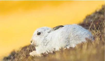  ?? RSPB ?? Blue hare numbers have suffered in the Highlands