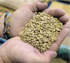  ?? JENELLE SCHNEIDER/PNG ?? Bean Around the World co-owner Barney McKenzie displays a handful of unfrosted coffee beans at the coffee shop chain’s North Vancouver facility. The company is celebratin­g 25 years in business.