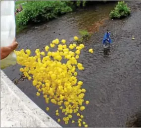  ?? ADAM FARENCE — DAILY LOCAL NEWS ?? Hundreds of rubber ducks were dumped into the Brandywine this year.