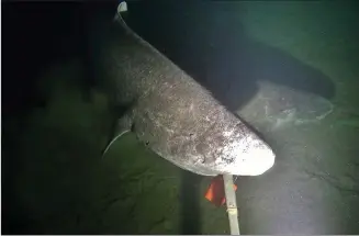  ?? Canadian Press photo ?? An image of a Greenland shark is shown in this handout photo provided by researcher­s from Marine Institute Scientists from Newfoundla­nd have captured video of one of the marine world’s largest and most elusive shark species.
