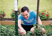  ?? [PHOTO BY ANYA MAGNUSON, THE OKLAHOMAN] ?? The Rev. Dustin Sells, senior pastor at Generation­s Church, picks jalapenos at the Nazarene church’s community garden in Norman.