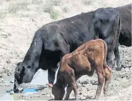  ?? ?? Vacas sedientas. La sequía aún afecta a la producción ganadera.