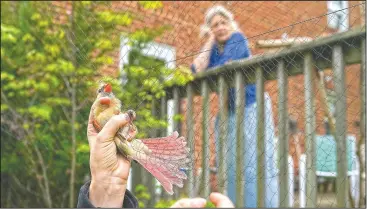  ??  ?? Sheila Salo, home owner and bird watcher, watches from her deck as a female cardinal is held by a researcher and removed gently from a mist net in Cheverly,y. Cornell University’s records show a boom in amateur bird-watching. The number of people submitting eBird checklists — recording their bird sightings — was up 37% in 2020 compared with the previous year.