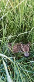  ?? Foto: Patrick Kastler ?? Das Kitz hat weiße Flecken, um sich im Gras zu verstecken.