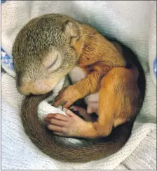  ?? ?? The tiny squirrel when he was brought in to Arran Vets; and left, Rufous in his aviary is now recovering well.