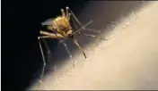  ?? METRO CREATIVE GRAPHICS ?? OFFICIALS WITH YUMA COUNTY are hoping to keep at bay a potential increase in mosquitoes.