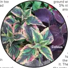  ?? ?? Coleus