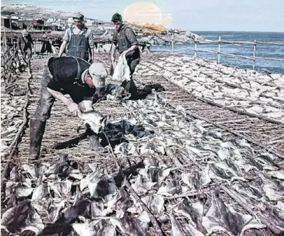  ?? LIBRARY AND ARCHIVES CANADA ?? Cod being dried out on fishing flakes at Pouch Cove, Nfld., in 1948.