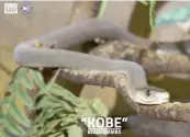  ??  ?? Il “Black Mamba” ribattezza­to Kobe dallo zoo di Atlanta
