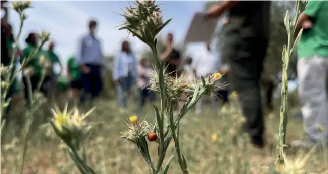  ?? ?? Una mariquita sobre la cubierta vegetal, mientras los socios europeos del proyecto Framework visitan el olivar de Aguilar de la Frontera.