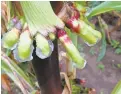  ?? JEAN-MICHEL ANÉ ?? Nitrogen-fixing corn varieties secreting large amounts of sugar-rich gel as they grow in Madison, Wisconsin.