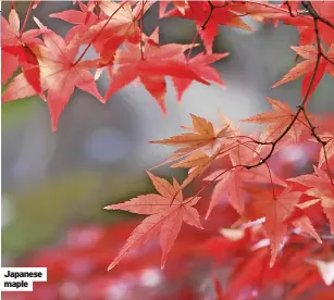  ?? ?? Japanese maple