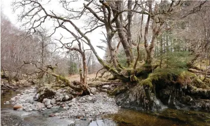  ?? ?? ‘My leaves were green as the best’ … An old oak tree in Scotland. Photograph: Murdo MacLeod/theGuardia­n