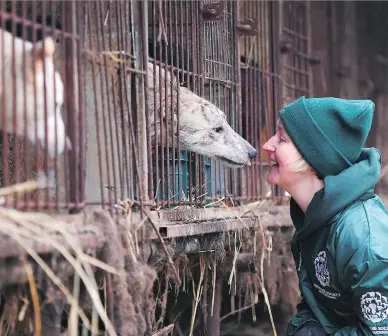  ?? JUNG YEON-JE / AFP / GETTY IMAGES / FILES ?? Wendy Higgins of Humane Society Internatio­nal meets with a curious friend at a farm being closed by the animal protection group in Namyangju, on the outskirts of Seoul. An estimated 2.5 million dogs are killed for food every year on the 17,000 dog...