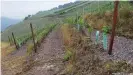  ??  ?? Horizontal transverse terraces like these at the vineyards in Höllenberg offer better protection against extreme weather