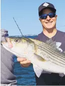  ?? DAVID LOUD PHOTO ?? The fall striper run has started to heat up, says David Loud of Annapolis who caught this healthy 31.5 incher trolling a tandem lure off Hackett’s Point earlier this week. They caught their limit, and he adds the rockfish had menhaden in their bellies.