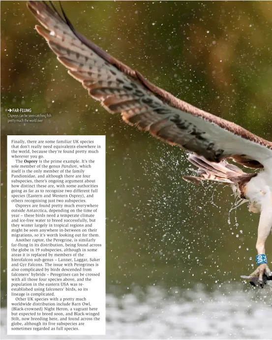  ??  ?? FAR-FLUNG Ospreys can be seen catching fish pretty much the world over