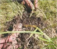  ??  ?? The soil is alive, moist, has much root stock activity and earthworms.