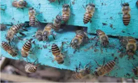  ?? Photograph: Heather R Mattila/Plos One ?? Asian honey bees plaster spots of animal faeces at the entrances to their hives to repel giant hornet attacks.