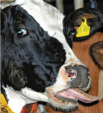  ?? Foto: Ralf Roeger, dpa ?? Das Archivbild zeigt eine Kuh, die von der Blauzungen­krankheit betroffen ist. 2006 breitete sich die Krankheit in Niedersach­sen aus. Das soll unbedingt verhindert werden.