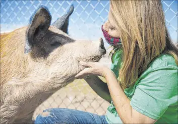  ?? Rachel Aston Las Vegas Review-Journal @rookie__rae ?? Tara Pike, founder of All Friends Animal Sanctuary and a recycling manager at UNLV, pets Brandy Cookie Bear at the sanctuary behind her Las Vegas home.