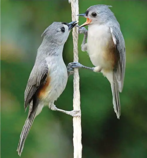  ??  ?? CHOOSING A HOME Tufted titmice nest in tree cavities, but instead of carving out their own holes, they use abandoned woodpecker nests.