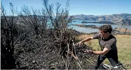  ?? PHOTO: GEORGE HEARD/ FAIRFAX NZ ?? Summit Road Society member Tony Edney at work among burnt plants in the Ohinetahi Bush Reserve. Children from Governors Bay school yesterday helped de-seed flax pods. The seeds will be used for plant recovery efforts in the reserve.