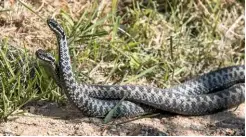  ??  ?? Male adders lift their bodies, intertwini­ng as they ‘dance’, wrestling for supremacy.
