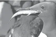  ?? DOLLIVER JANE ?? A new study estimates that about a million common murres starved as a vast section of ocean warmed, reducing the food available to them.