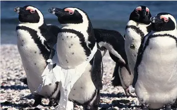  ?? PETER RYAN ?? PENGUINS and other marine animals suffer as a result of our pollution in the form of plastic bags. |