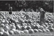  ?? AP/The Berkshire Eagle/GILLIAN JONES ?? Families walk through the piles of pumpkins on display and for sale at Whitney’s Farm Market and Country Gardens in Cheshire, Mass., during Pumpkinfes­t. While the nation experience­d a shortfall in its pumpkin crop last year, the crop has bounced back...