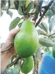  ??  ?? APAGON kopio gatang do kouwaan diti om orulan nogi do mananom. Kouwaan diti nopo nga Avokado toi ko buah lemak ka id boros Malayu.
Songguas potonomon id natadon do walai kopouwa gisom do piipiro nohopod kilogram do insan timpu do...