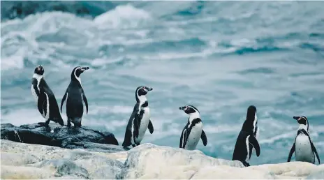  ??  ?? En las costas chilenas se puede ver al pingüino de Humboldt, y por la corriente marítima homónima, la temperatur­a del mar chileno no cambia mucho entre invierno y verano.