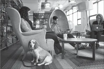 ?? HOLLY PICKETT / THE NEW YORK TIMES ?? Charlie Brown the dog sits next to his owner, Neha Geraghty, while she works in the library at Etsy on Nov. 10 in New York. Once a beacon of socially responsibl­e business practices with a starry-eyed work force, Etsy has over the past year become a case study in how the short-term pressures of the stock market can transform even the most idealistic of companies.