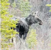  ?? MIKE DREW / POSTMEDIA NEWS FILES ?? A Nova Scotia appeals court says Aboriginal hunters don’t have a right to hunt at night or in an unsafe manner.