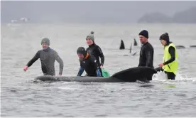  ?? Photograph: Brodie Weeding/AFP/Getty Images ?? Rescuers in Australia work to save a pod of pilot whales stranded on two sandbanks and a beach in Macquarie Harbour, Tasmania.