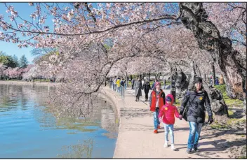  ?? Jacquelyn Martin The Associated Press ?? A family walks among blooming cherry blossom trees on Monday along the tidal basin in Washington on the first day of the National Cherry Blossom Festival.