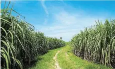  ?? ?? ACQUISITIO­N SNAG: A bidder for sugar maker Tongaat Hulett has withdrawn at the last minute, accusing the business rescue practition­ers of being biased