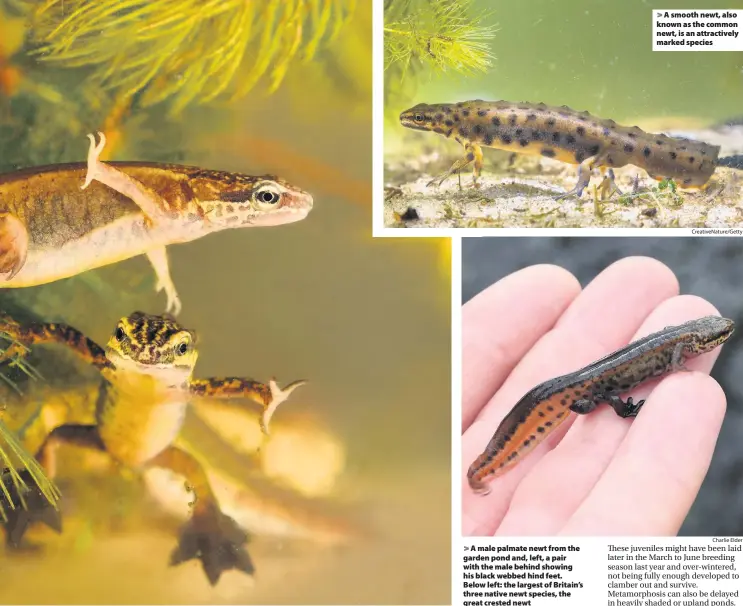  ?? James Grundy Gilles San Martin CreativeNa­ture/Getty Charlie Elder ?? > A male palmate newt from the garden pond and, left, a pair with the male behind showing his black webbed hind feet. Below left: the largest of Britain’s three native newt species, the great crested newt > A smooth newt, also known as the common newt, is an attractive­ly marked species