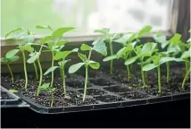  ??  ?? Zucchini seedlings should not be transplant­ed outside until the danger of frost has past.