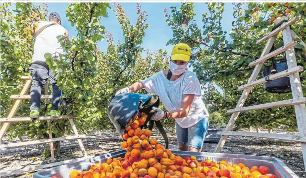  ?? ?? Ob auf Farmen, in Sägewerken, Kühlhäuser­n oder auf Baustellen – überall in den USA fehlen Arbeitskrä­fte. Gelockerte Gesetze ermögliche­n nun, dass Jugendlich­e einspringe­n