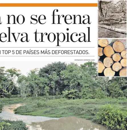  ?? HERNANDO HERRERA /ADN ?? Brasil sigue en primer lugar de la lista negra por la tala en la Amazonía, incendios por efecto del fenómeno de El Niño, se suma a los líos.