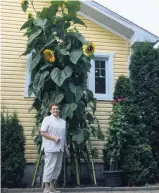  ??  ?? Une citoyenne d’Alma et fidèle lectrice, Marie-Jeanne Tremblay, pose fièrement devant les tournesols qu’elle a plantés en juin dernier. Quand on dit « avoir le pouce vert »...