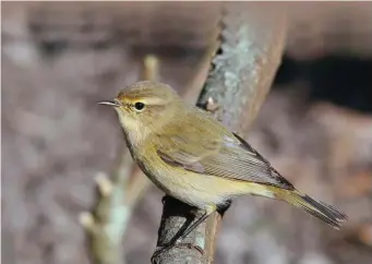  ?? ?? FOUR: Common Chiffchaff (Ouessant, France, 28 September 2008). With its somewhat ‘convention­al’ Phylloscop­us structure, dull olive and subtle yellow plumage hues and dark legs, this bird is readily identified as a Common Chiffchaff. The ‘soft’ face pattern comprising a relatively weak superciliu­m and a bold eyering is typical, too.